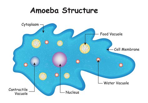 Ameba .